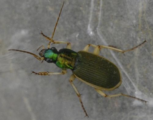 Chlaenius velutinus